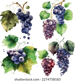 Vector Grapes. set of grapes and vine leaves watercolor illustration. White, red and pink grapes