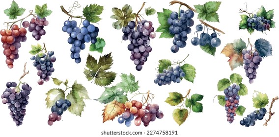 Vector Grapes. set of grapes and vine leaves watercolor illustration. White, red and pink grapes