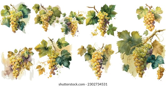 Vector Grapes. set of grapes and vine leaves watercolor illustration. White wine grapes