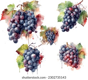 Vector Grapes. set of grapes and vine leaves watercolor illustration. Red bunch of grapes