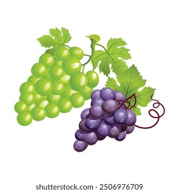 Vector Grapes. set of grapes and vine leaves watercolor illustration green and Black grapes.