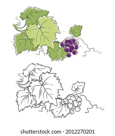 Esbozo de línea de viñedos vectoriales e ilustración de color, uva