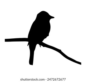 Vector gráfico de Alder Flycatcher.