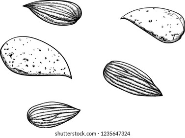 Vector graphic almond sketch set, hand drawn illustration. Nut with and without nutshell . Isolated.