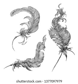Vector graphic antique  retro feathers sketch