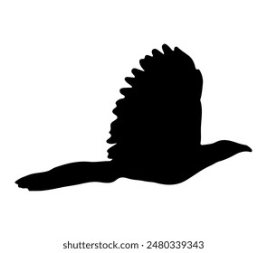Vector graphic of Asian Koel.