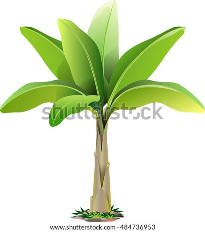 Vector Graphic Banana Tree Stock Vector (Royalty Free) 484736953