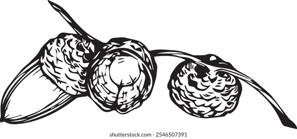 

Vector graphic black drawing of a twig with acorns. One acorn and two empty ones.