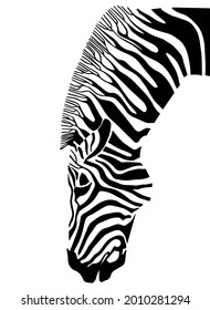 vector graphic black and white illustration of zebra head isolated on white background. white and black stripes of African zebra. useful for logos, advertising of zoos, reserves, wildlife protection.