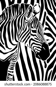 vector graphic black and white illustration of zebra head isolated on white background. white and black stripes of African zebra. useful for logos, advertising of zoos, reserves, wildlife protection.