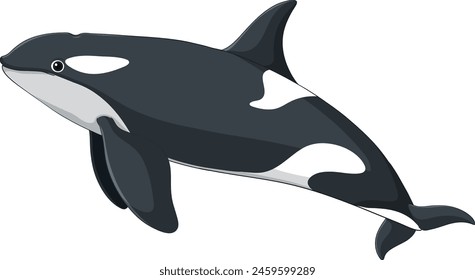 Vector graphic of a black and white orca