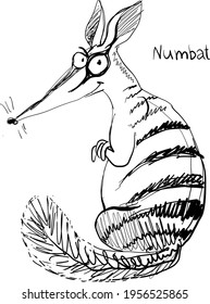 Vector. Graphic black and white sketch of a funny numbat.