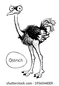 Vector. Graphic black and white sketch of a funny ostrich with an egg.