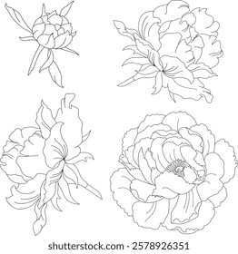 Vector graphic blooming peony flowers and bun hand-drawn illustration