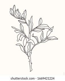 Vector graphic botanical illustration with branch isolated on white background. Tender delicate flora realistic style. Temlate for wedding invitation spring postcard notebook cover web banners element