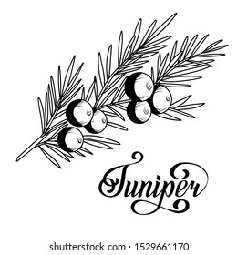 Vector graphic the branch of Juniper plant (Juniperus communis) with berries and leaves. Sketch iilustration with calligraphy isolated on white background