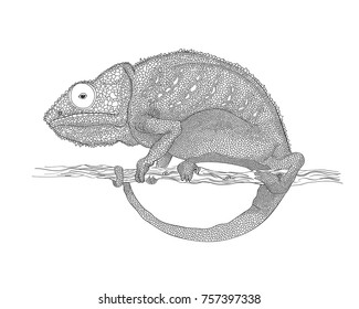 Similar Images, Stock Photos & Vectors of Vector graphic chameleon ...