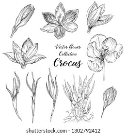 vector graphic collection of Crocus flowers and buds