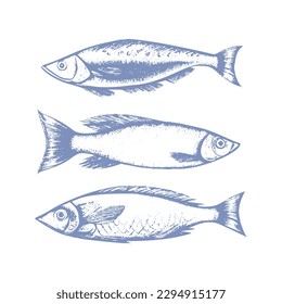vector Graphic collection of small sprat fish , drawn in the style of linear art. The seafood menu includes sardines and sprats. Sea and ocean creatures isolated on a white