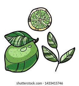 Vector graphic colorful lime with slice and leaves for food package and menu