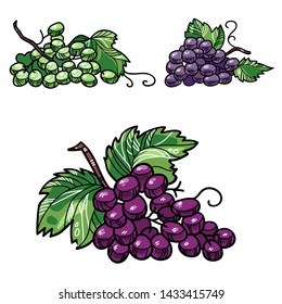 Vector graphic colorful set of grapes with  leaves for food package and menu