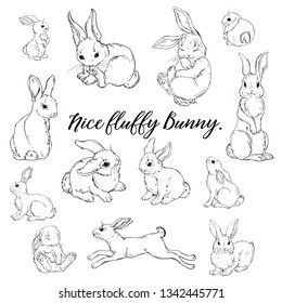 Vector Graphic of a Cute fluffy Bunny. Rabbit,