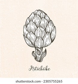 Vector graphic drawing of an artichoke. Artichoke graphics. Artichoke hand drawn.