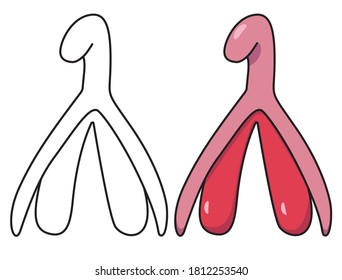 Vector graphic drawing of the female reproductive system and clitoris.Isolated on a white background.image of feminism and female genital organs.Hand drawn color illustration with outlines on orgasm