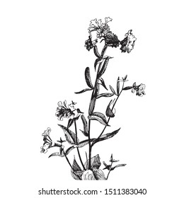 Vector graphic drawing: Flowers drawn with ink pen.