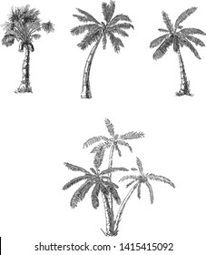 Vector graphic drawing of palm trees set