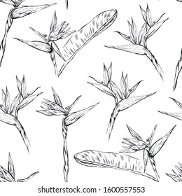 Vector graphic  floral , botanical, flowers seamless pattern on white background .Strelitzia , Concept for print, wallpaper, wrapping design  