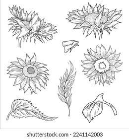 Vector graphic floral collection with sunflowers, leaves, branches, and leaves. Wedding, invitation, template card, Birthday. 