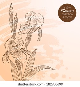 Vector graphic flowers collection. Bouquet of irises. Colorful background for your design of invitation or greeting cards