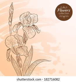 Vector graphic flowers collection. Bouquet of irises. Colorful background for your design of invitation or greeting cards
