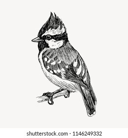 Vector graphic hand drawn bird on retro graphic style. Ink drawing, Vintage style. Cute bird for your design. High detailed sketch