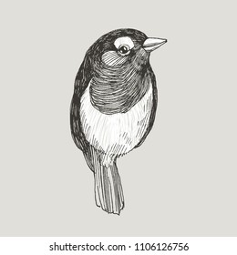 Vector graphic hand drawn robin bird on retro graphic style. Ink drawing, vintage style. Cute bird for your design. High detailed illustration