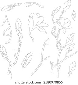 Vector graphic hand drawn set os Sakura flowers, buns and branches