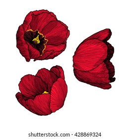 Vector graphic hand-drawn ink set of red tulip flowers in a linear style. Vintage. Drawn on paper and traced buds of tulips from different angles. For wedding, invitation, card design, textile.