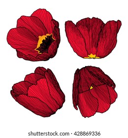 Vector graphic hand-drawn ink set of red tulip flowers in a linear style. Vintage. Drawn on paper and traced buds of tulips from different angles. For wedding, invitation, card design, textile.