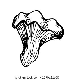 vector graphic hand-drawn mushroom isolated on a white background. forest, natural decorative elements. food icon in sketch style.