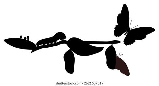 Vector graphic illsuatrtion of butterfly transformation from egg to adult butterfly