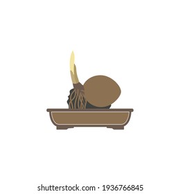 vector graphic illustration coconut bonsai great for icon, logo, design and others