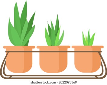 Vector Graphic illustration, flat illustration, colorful indoor plant, house plant ideas, modern design for indoor garden, aloe plants for home accessories