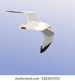 Vector graphic illustration of a flying seagull