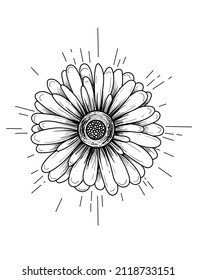 Vector graphic illustration of gerber flower, black outline style