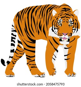 Vector graphic illustration of a giant orange tiger animal, standing, facing towards us ,with open mouth