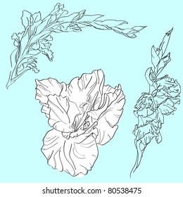 Vector graphic illustration of a gladiolus.