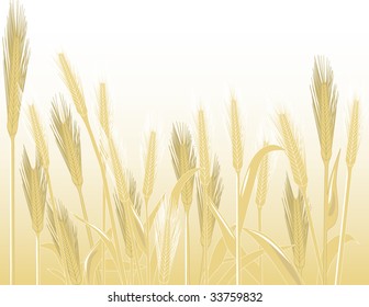 A vector graphic illustration of golden wheat on a sunny background.