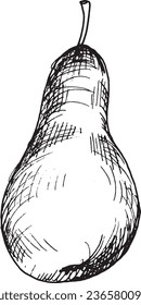 Vector graphic illustration of hand drawn pear. Black and white drawing of a pear