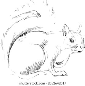 Vector graphic illustration of a hand-drawn squirrel, black ink on white, drawing sketch.